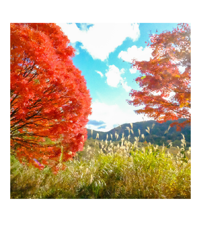 久万高原町の秋景色。真っ赤な紅葉とススキが揺れる風景