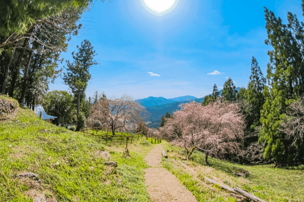 明るい陽射しと自然に囲まれた散策路の写真
